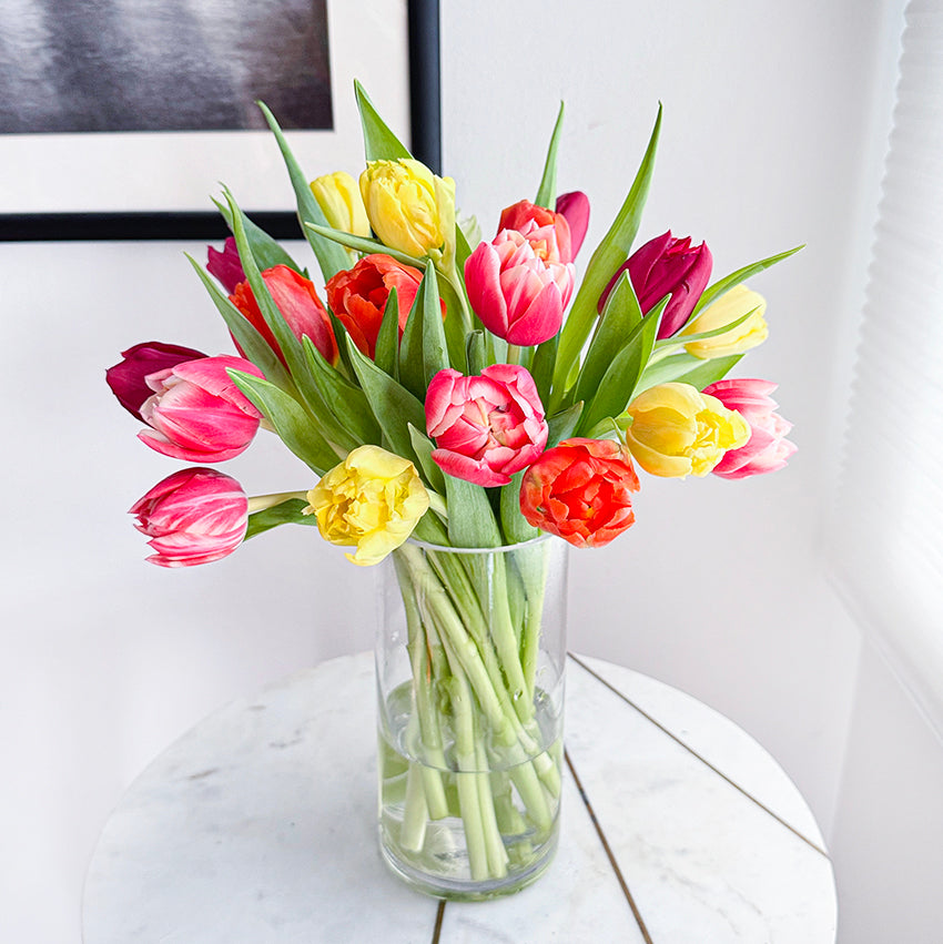 Tulips Double Rainbow