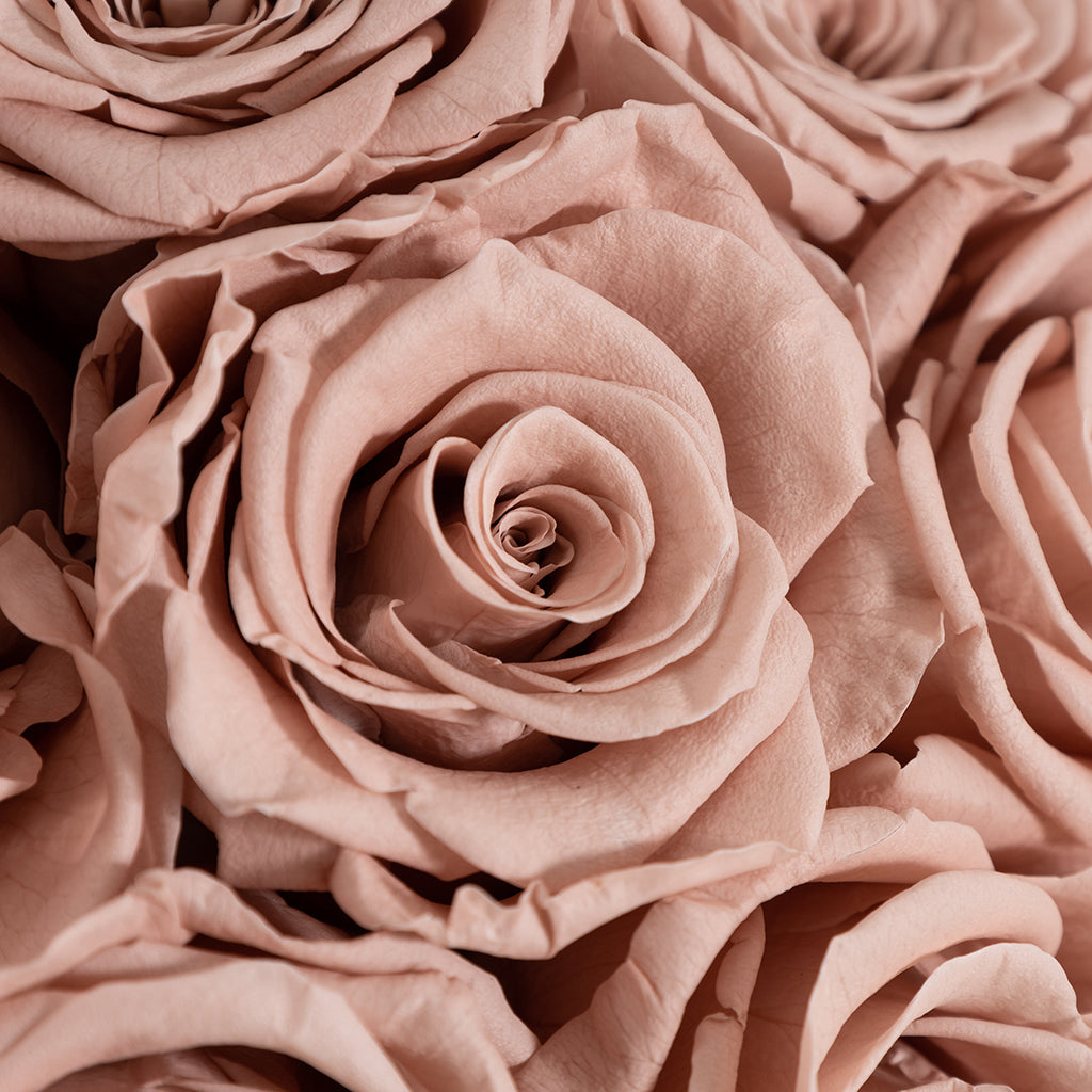 Bouquet of 36 preserved Pale Roses.