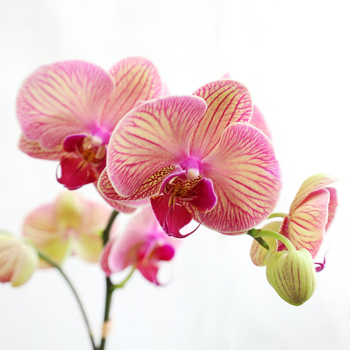 Small orchid plant with moss in a ceramic planter.